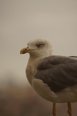 ave istanbul bird