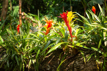flowers blooming in the jungle.