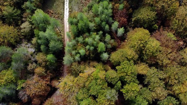 survol d'un chemin forestier avec des arbres au couleurs d'automne