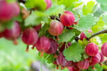 Branch with fruits gooseberry pink color in the garden.