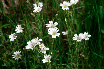 Цветы/Flowers