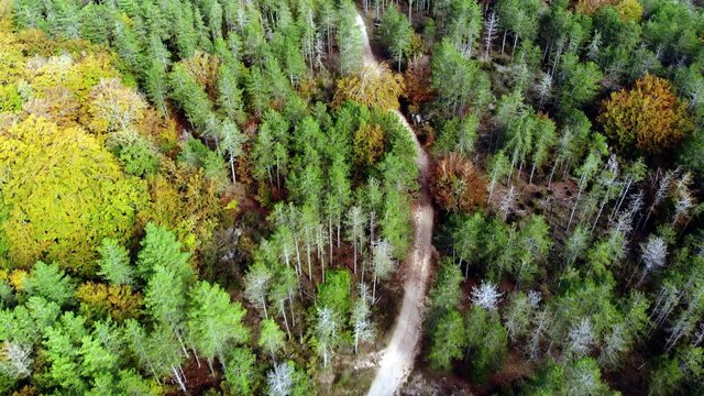 suivi aérien d'un chemin au milieu de la forêt en automne