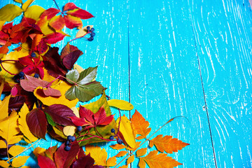 Colorful fall leaves border with blank antique rustic teal blue wood background autumn, copy space