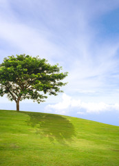 Fototapeta na wymiar Lonely tree in green grass field and blue sky