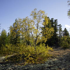 Осень/Autumn