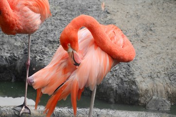 Flamingo