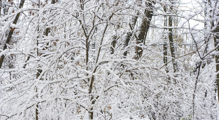 snow-covered branches and trees in the city park,