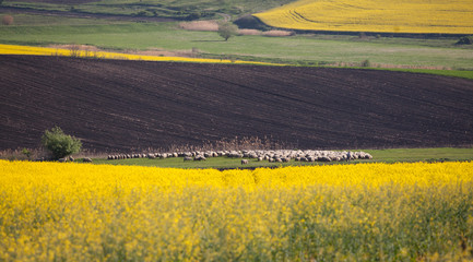 Obraz premium Flock of sheep in spring field