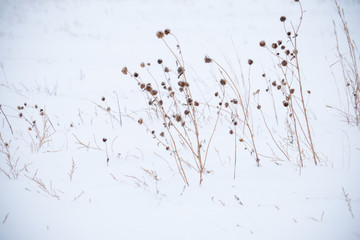 Dead grasses in the snow, in the midwest during winter