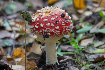 Young red fly agaric
