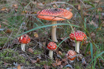 Red mushroom family