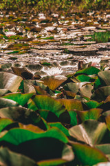 Lotus flowers with their leaves floating on a lake