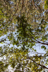 Up to the tree top shot from below