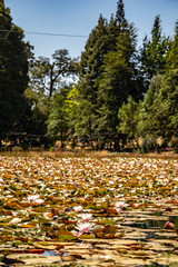 Lake full of lotus flowers in the middle of a forest