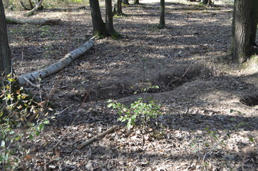 Kampf um den Hambacher Forst