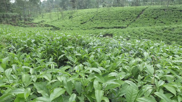 Tea plantation in Wonosobo. Indonesia, Java