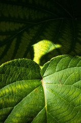 Green kiwi leaves on the vine, close up