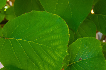 Green kiwi leaves on the vine, close up