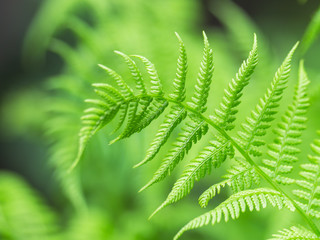 Beautiful fern leaf close-up. Nature background.
