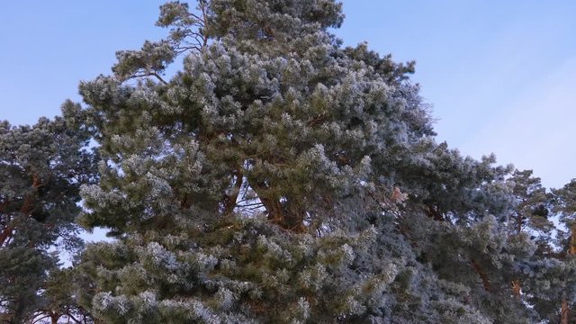 tall pine in winter forest covered with white hoarfrost in hard frost against blue sky