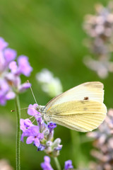 White cabbage butterfly feeding from lavender flowers