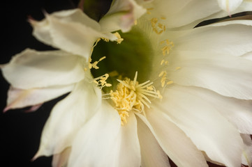 Cactus echinopsis tubiflora, selective focus, close up