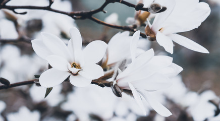 Beautiful White Magnolia Flowers Blossom on Magnolia Tree in Garden, Spring Winter Time, Toned Photo 