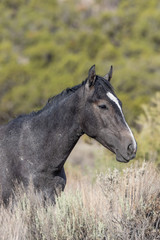 Obraz na płótnie Canvas Wild Horse Portrait