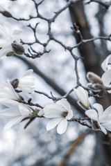 Beautiful White Magnolia Flowers Blossom on Magnolia Tree in Garden, Spring Winter Time, Toned Photo 