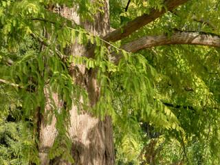 Fototapeta na wymiar Tronc et branches du séquoia de Chine (Metasequoia glyptostroboides). 
