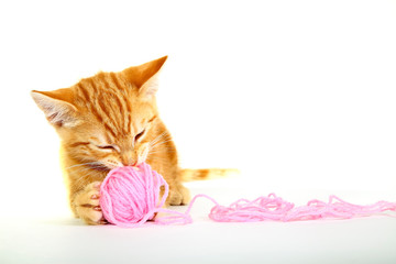 Ginger mackerel tabby12 week old kitten isolated on a white background playing with a ball of pink wool