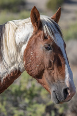 Obraz premium Wild Horse Portrait