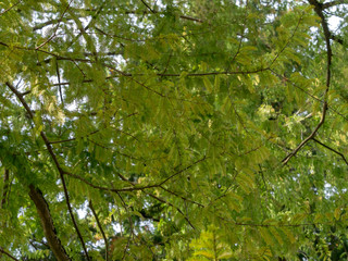 Branches et feuillage du séquoia de Chine aux feuilles caduc vert brillant, cuivré en automne (Metasequoia glyptostroboides).