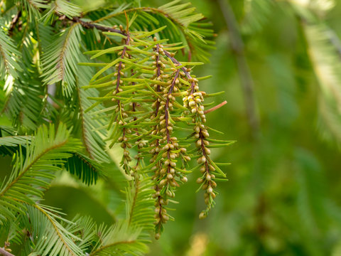 Petits cônes mâles du séquoia de Chine (Metasequoia glyptostroboides). 