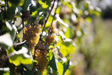 The bunch of grapes on the vine shines through the sun