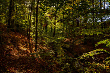Ein Paradies für Wanderer: das wildromantische "Hellmühler Fließ" im Brandenburgischen Naturschutzgebiet Biesenthaler Becken im Herbst