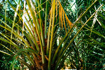 Obraz na płótnie Canvas Palm tree grove in the oasis