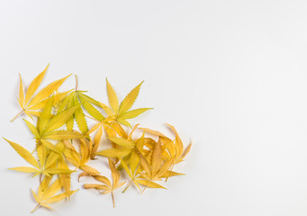 Fototapeta na wymiar Dry marijuana leafts in autumn