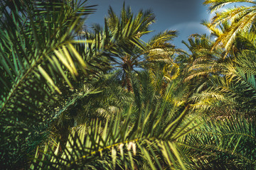 Obraz na płótnie Canvas Palm tree grove in the oasis