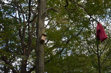 Kampf um den Hambacher Forst