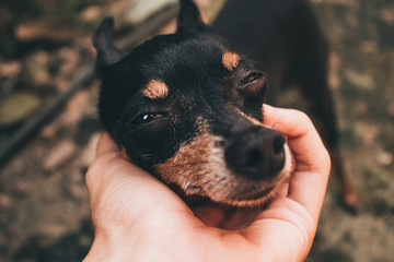 Pinscher