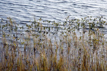 Природа/Nature