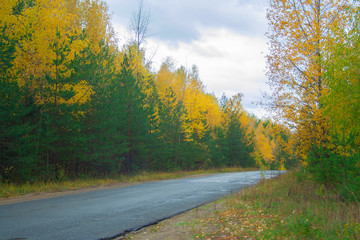 Naklejka premium Road at autumn