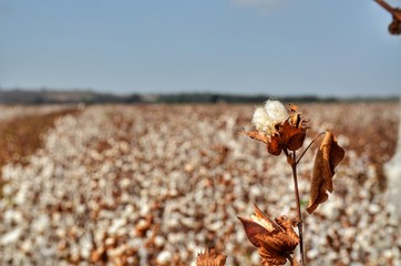 Cotton at the field