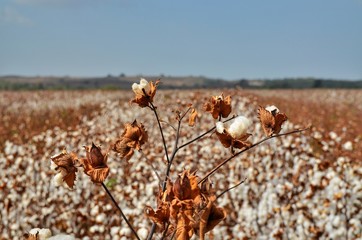 Cotton at field