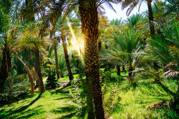 Palm tree grove in the oasis