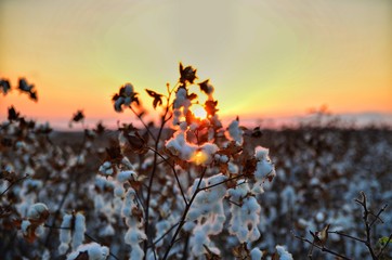 Cotton at sunset