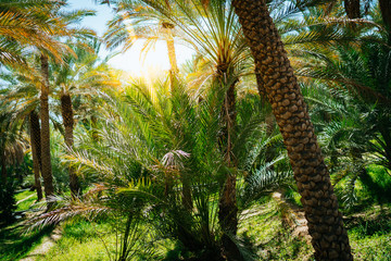 Palm tree grove in the oasis