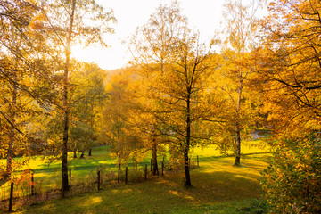 Naklejka premium Autumn trees in sunny autumn park lit by sunshine - sunny autumn landscape in bright sunlight