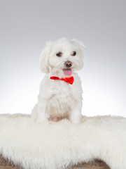 Maltese dog wearing a red bow. Funny dog picture taken in a studio with white background.